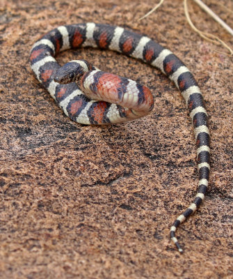 Central Plains Milksnake 2018-09-24
