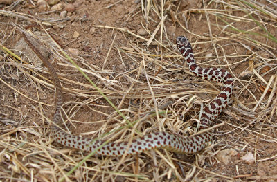Eastern Yellow-bellied Racer 2018-09-24