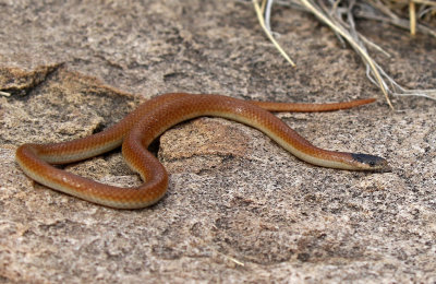 Plains Black-headed Snake 2018-09-24