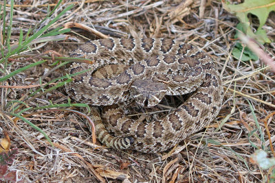 2018 Herp Photos