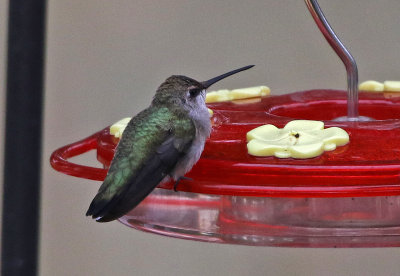 Black-chinned Hummingbird 2018-08-08