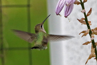 Black-chinned Hummingbird 2018-08-08