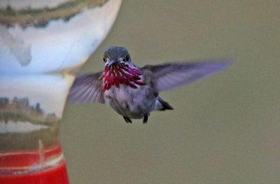 Calliope Hummingbird 2018-08-01
