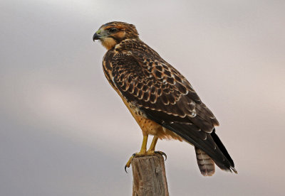 Swainson's Hawk 2018-08-07