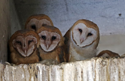 Barn Owl 2018-08-18