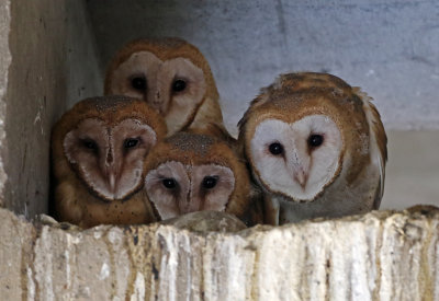 Barn Owl 2018-08-18