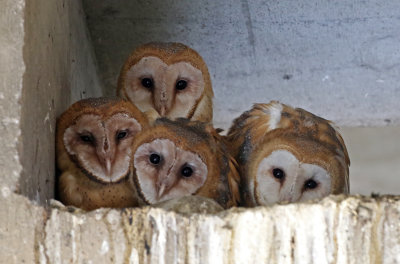 Barn Owl 2018-08-18