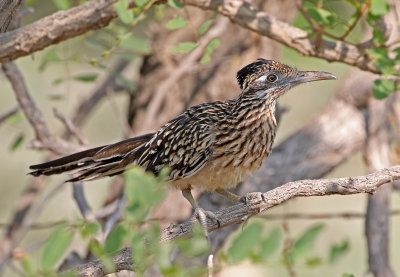 Greater Roadrunner 2018-08-13