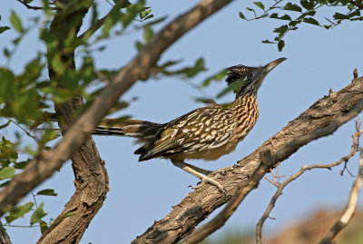 Greater Roadrunner 2018-08-13