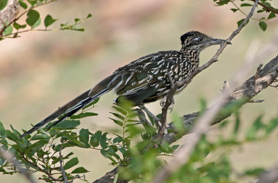 Greater Roadrunner 2018-08-13