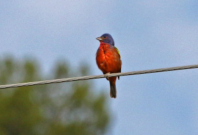 Painted Bunting 2018-08-13