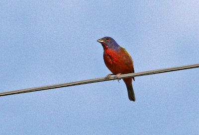 Painted Bunting 2018-08-13