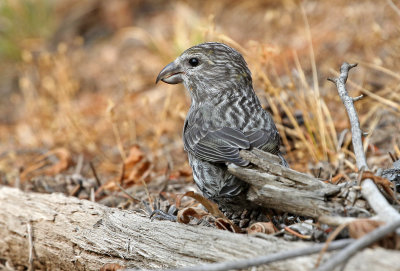 Red Crossbill 2018-08-20