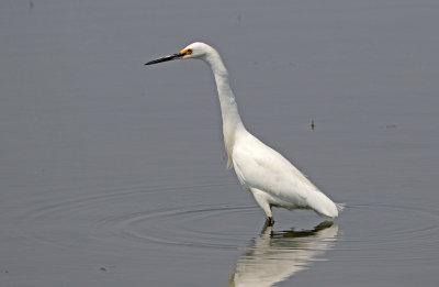 Snowy Egret 2018-08-20