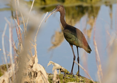 White-faced Ibis 2018-08-12