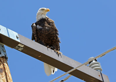 Bald Eagle 2018-08-27