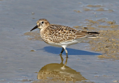 Baird's Sandpiper 2018-08-27