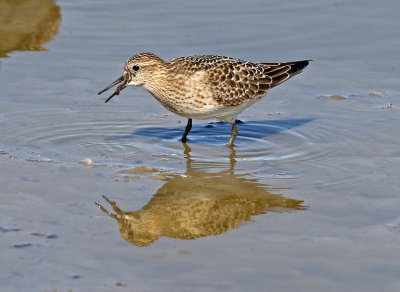 Baird's Sandpiper 2018-08-27