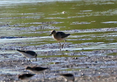Buff-breasted Sandpiper 2018-08-27