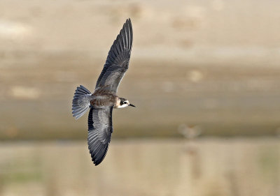 Black Tern 2018-08-27