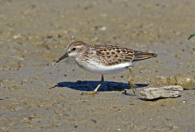 Least Sandpiper 2018-08-27