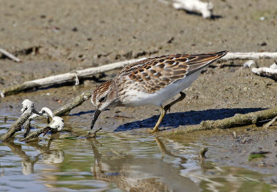 Least Sandpiper 2018-08-27