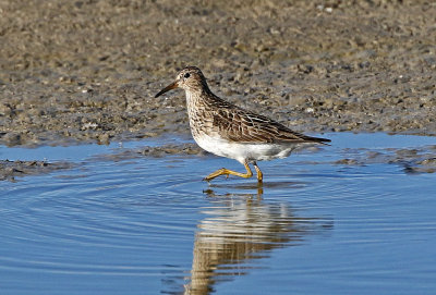 Pectoral Sandpiper 2018-08-27