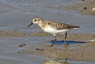 Semipalmated Sandpiper 2018-08-27