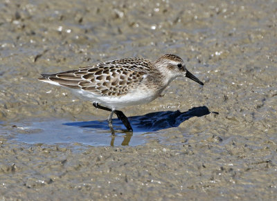 Semipalmated Sandpiper 2018-08-27