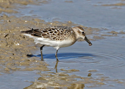 Semipalmated Sandpiper 2018-08-27