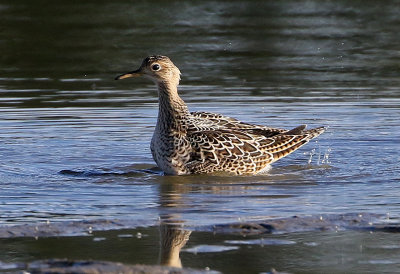 Upland Sandpiper 2018-08-27