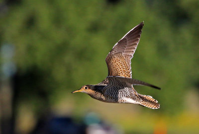 Upland Sandpiper 2018-08-27