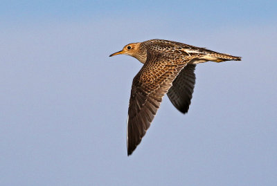 Upland Sandpiper 2018-08-27