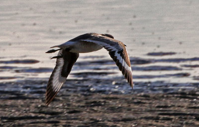 Willet 2018-08-27