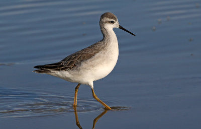Wilson's Phalarope 2018-08-27
