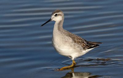 Wilson's Phalarope 2018-08-27
