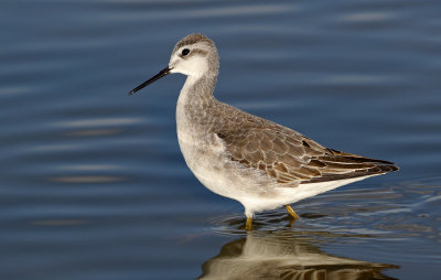 Wilson's Phalarope 2018-08-27