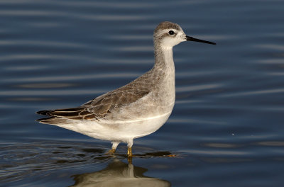 Wilson's Phalarope 2018-08-27