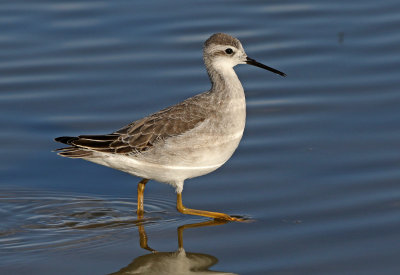 Wilson's Phalarope 2018-08-27