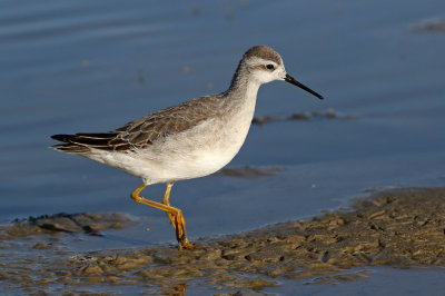 Wilson's Phalarope 2018-08-27