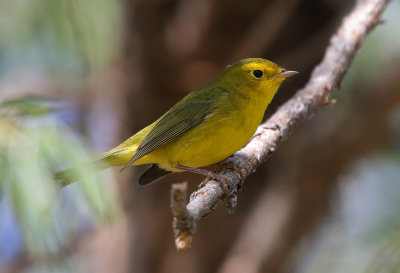 Wilson's Warbler 2018-08-27