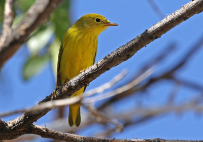 Yellow Warbler 2018-08-27