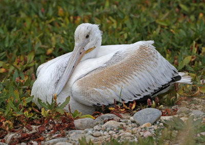 American White Pelican 2018-09-03