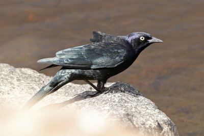Brewer's Blackbird 2018-09-17
