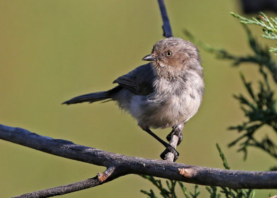 Bushtit 2018-09-10