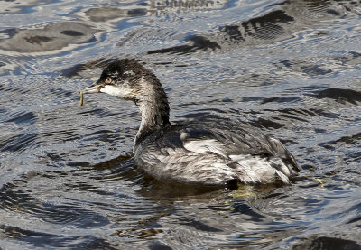 Eared Grebe 2018-09-17