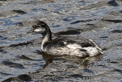 Eared Grebe 2018-09-17