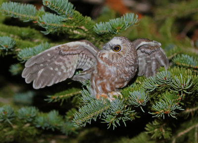 Northern Saw-whet Owl 2018-09-18