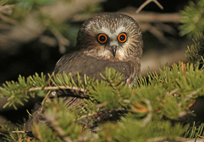 Northern Saw-whet Owl 2018-09-18
