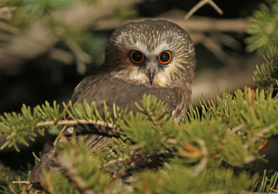 Northern Saw-whet Owl 2018-09-18